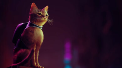 stray featured image